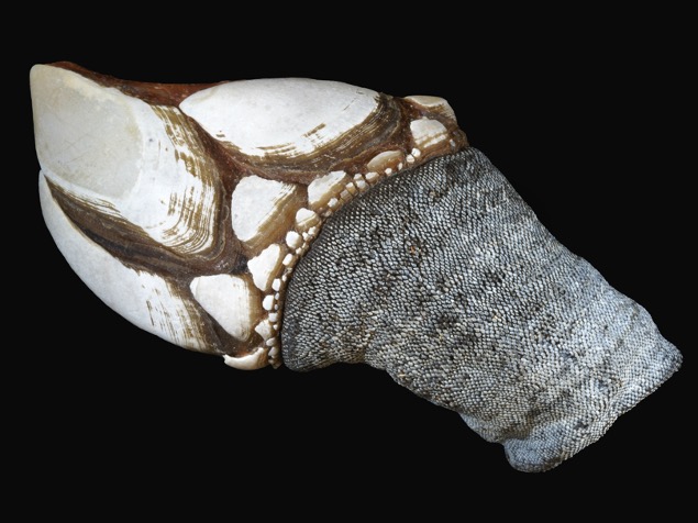 A species of goose barnacle from a fish market in Donostia (San Sebastian), Spain