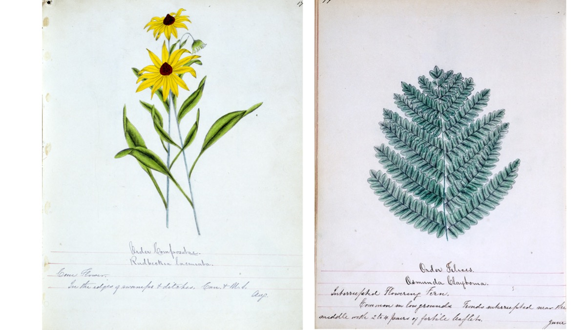 drawing of yellow flower and fern