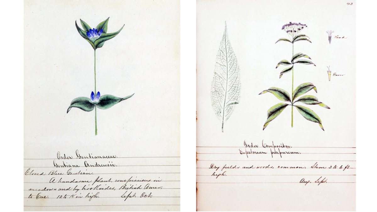 shaker botanical drawings