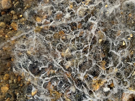 Ice, Walden Pond