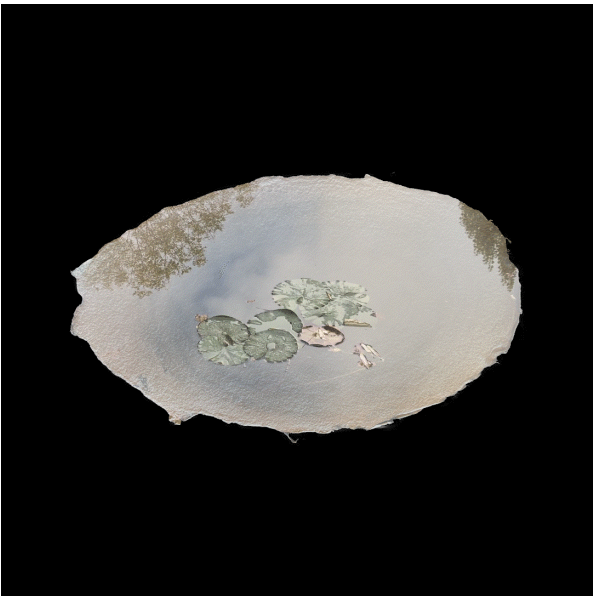 Gif of flowers in a pond by sarah schorr