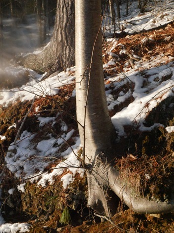 Trees at Walden Pond