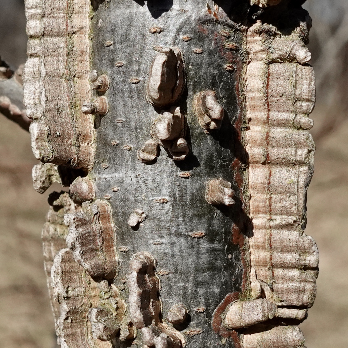 Figure 7. The two prominent beige wings of winged elm (Ulmus alata)
