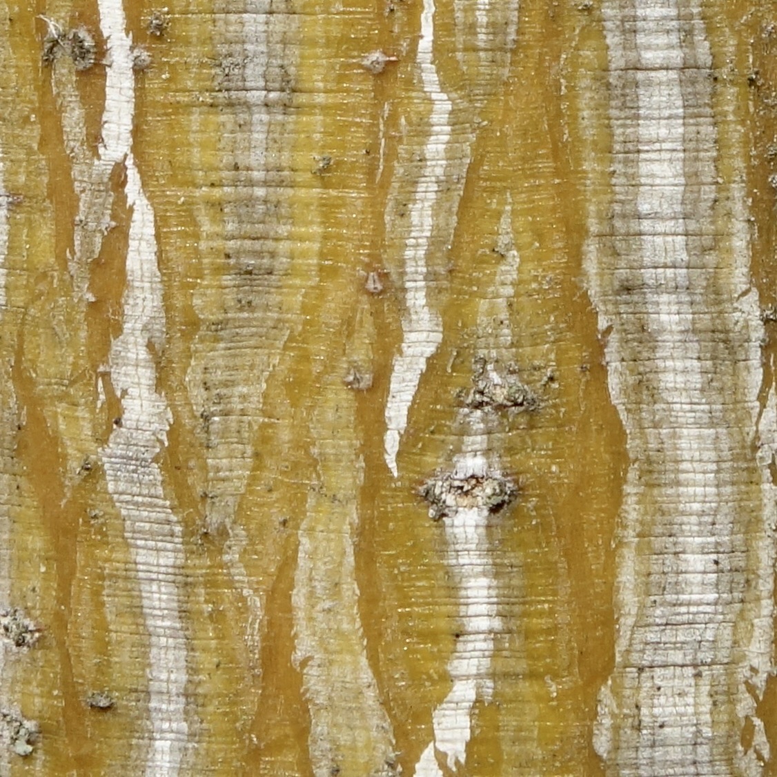Figure 8. Two specimens of Manchurian snakebark maple (Acer tegmentosum)