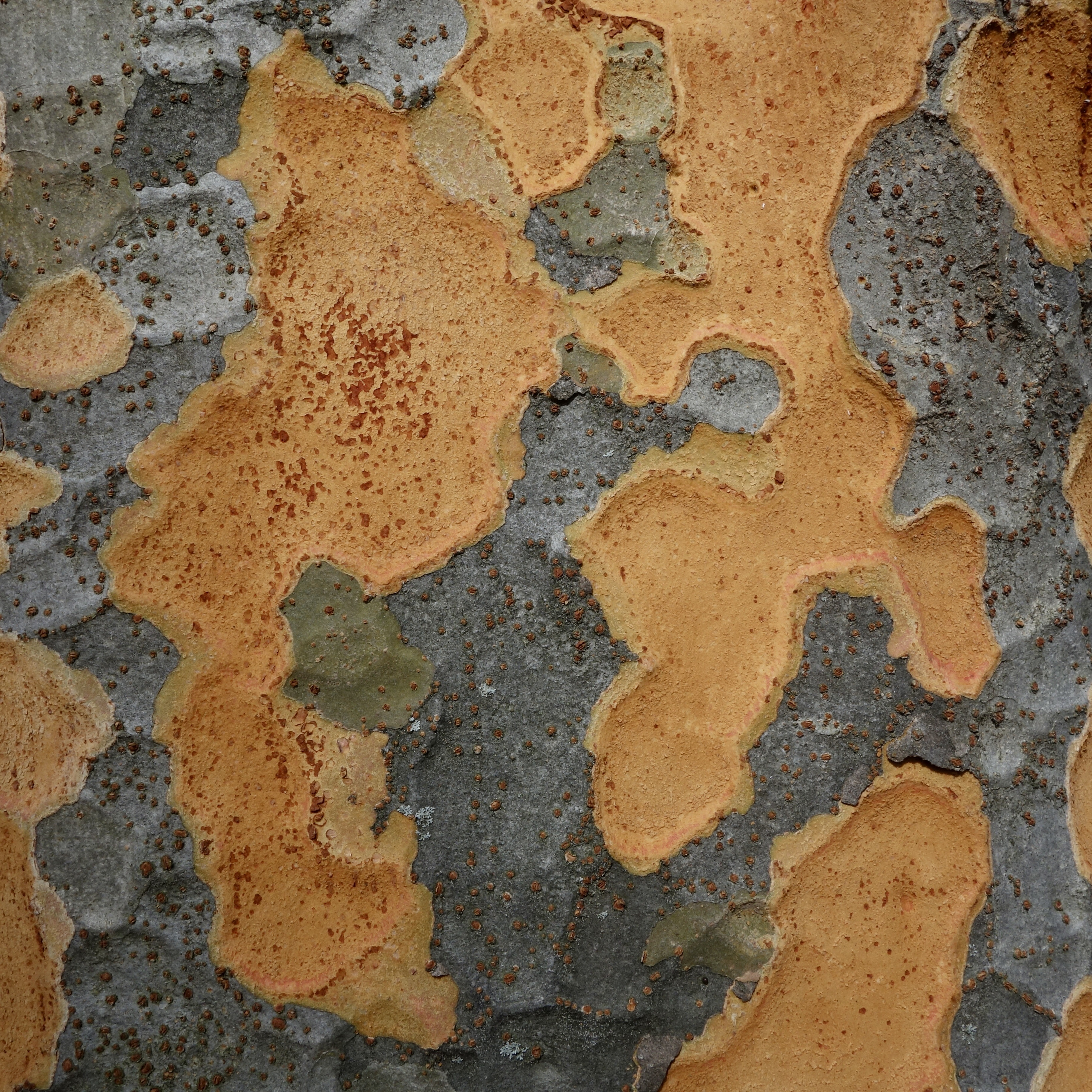 The brilliant oranges of freshly exposed patches of new bark in winter.