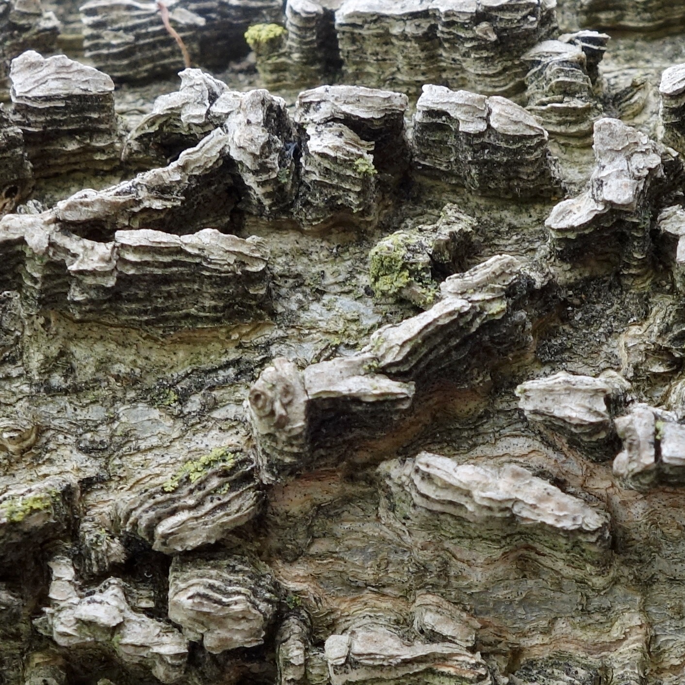 Figure 7. The canyonlands in miniature in the common hackberry (Celtis occidentalis). 