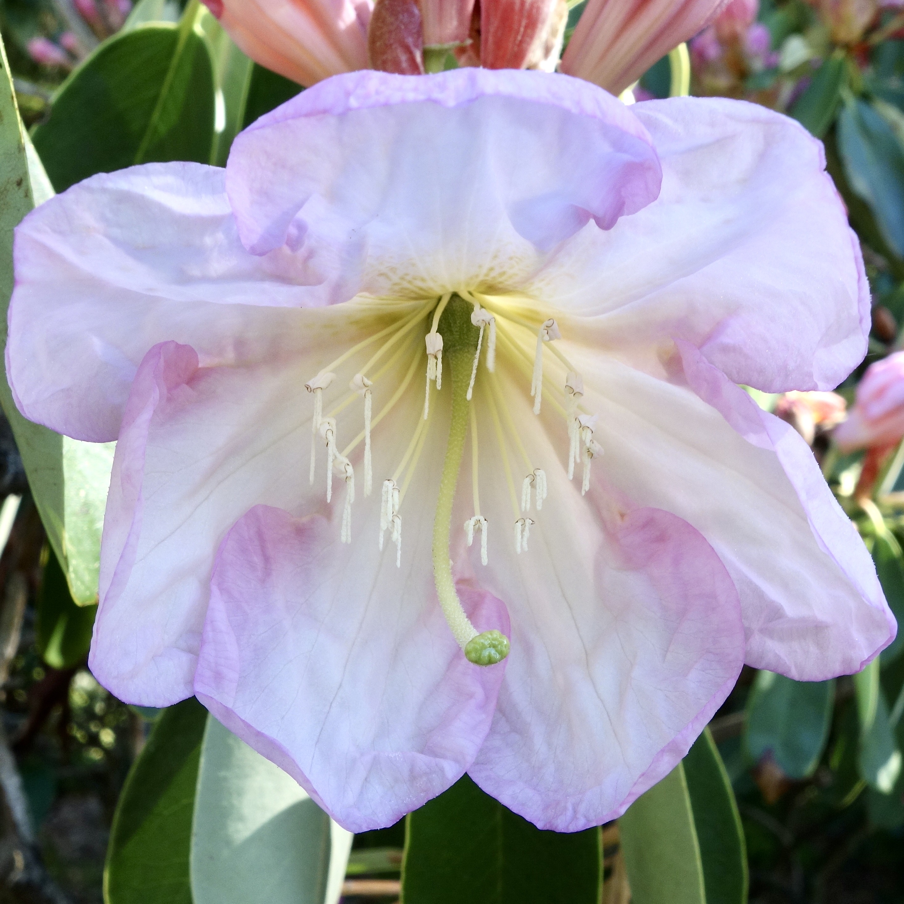 Figure 5. Rhododendron fortunei flower.