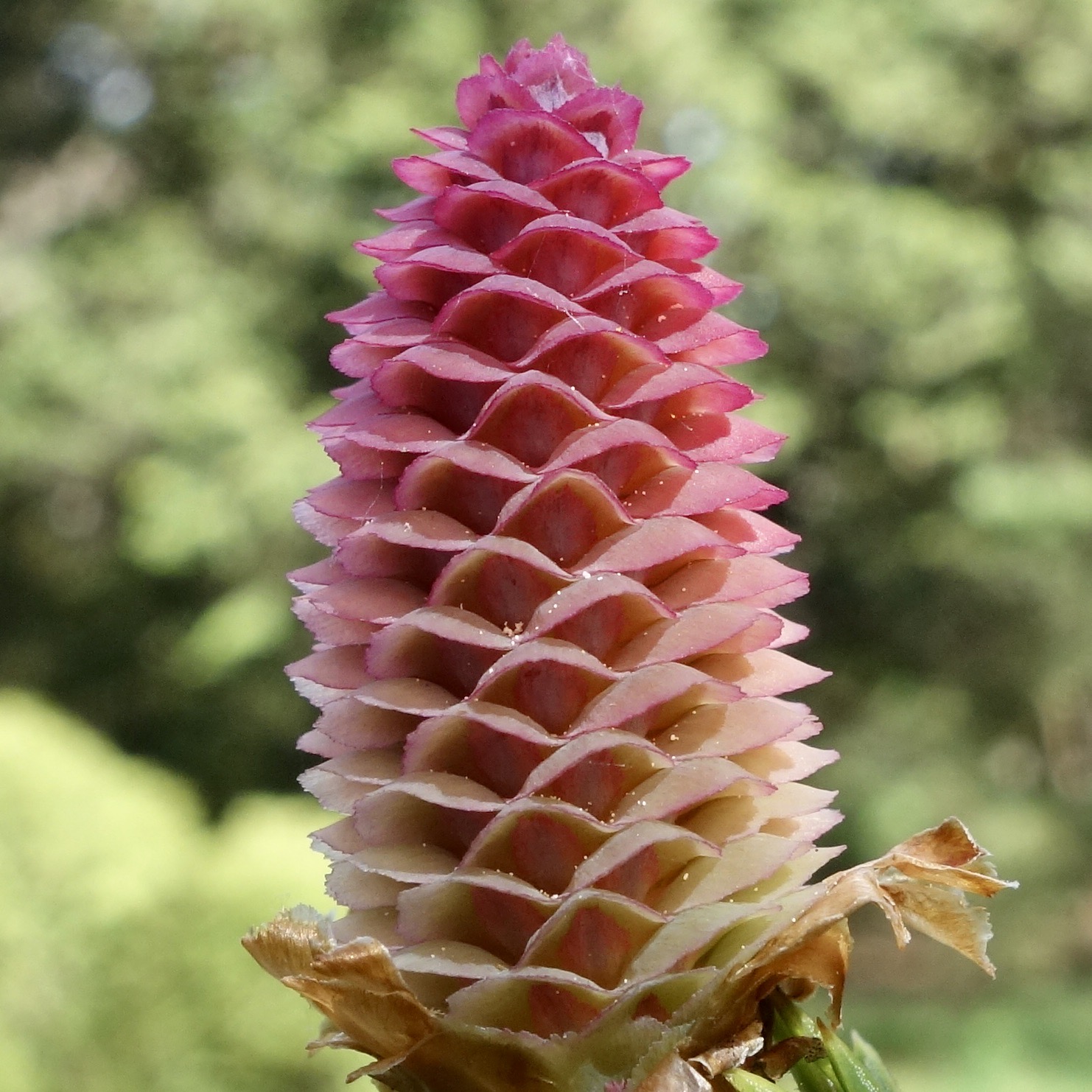 Figure 3. A Norway spruce (Picea abies) lemon raspberry sorbet cone.