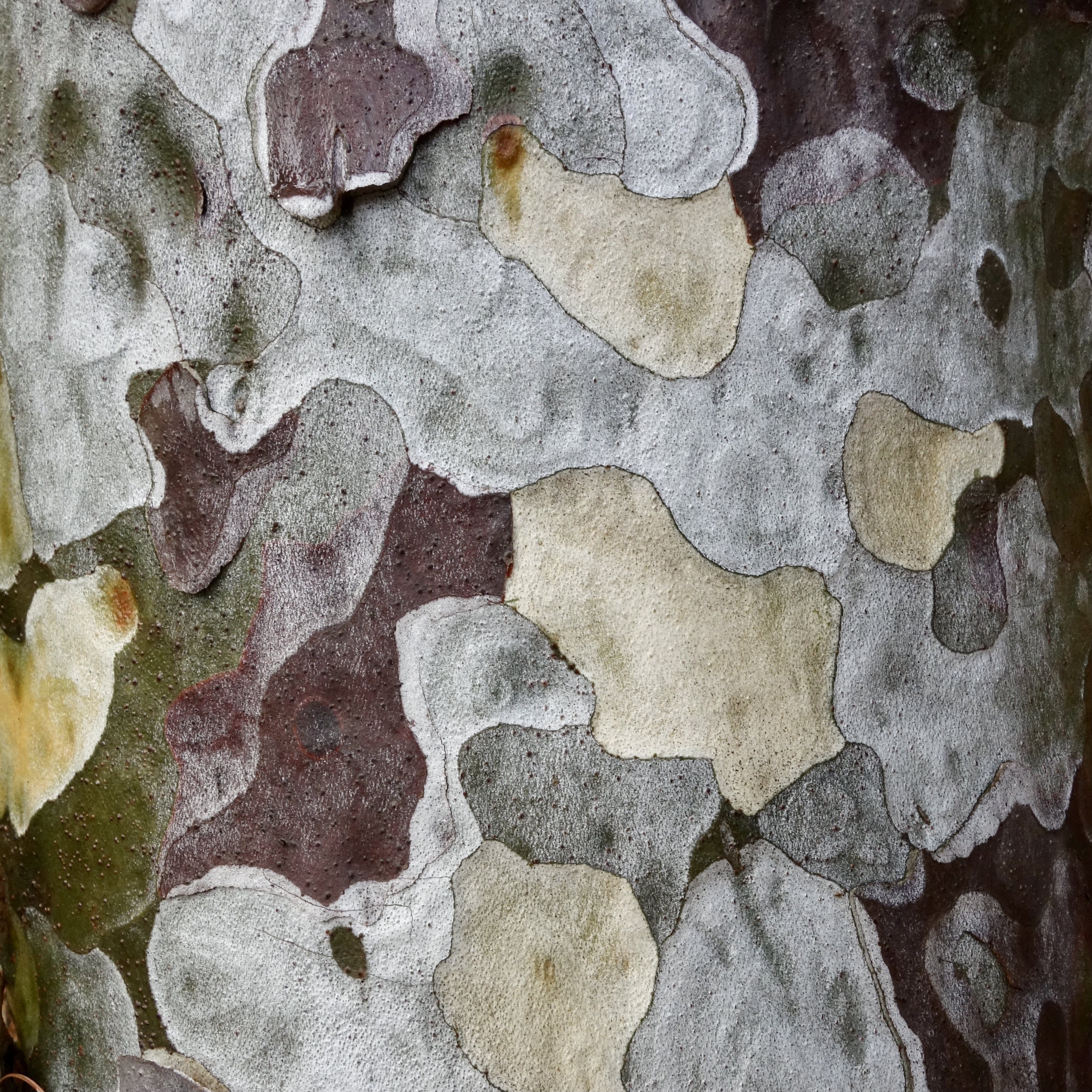 Figure 11. Lacebark pine (Pinus bungeana).