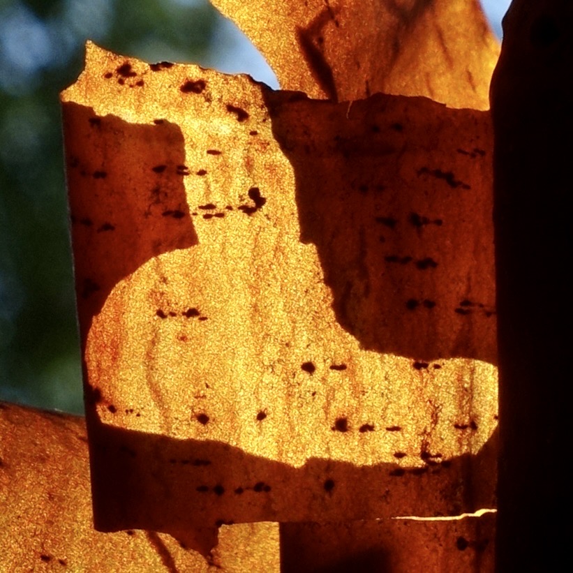 Figure 9. Paperbark maple (Acer griseum)