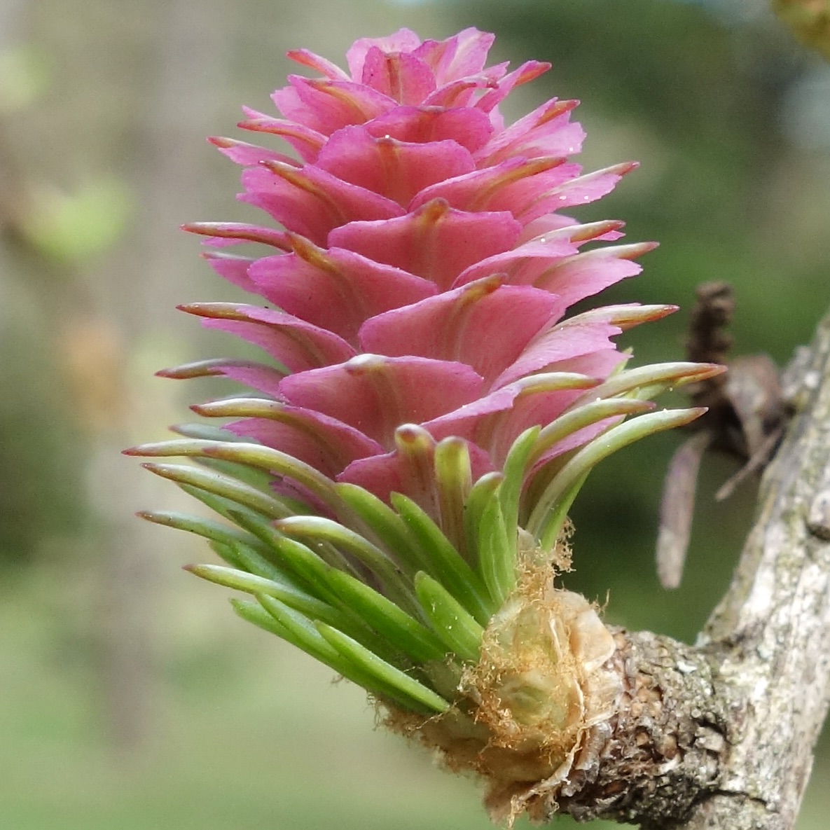 A Siberian larch (Larix sibirica) cone, left, and Douglas fir (Pseudotsuga menziesii) cone