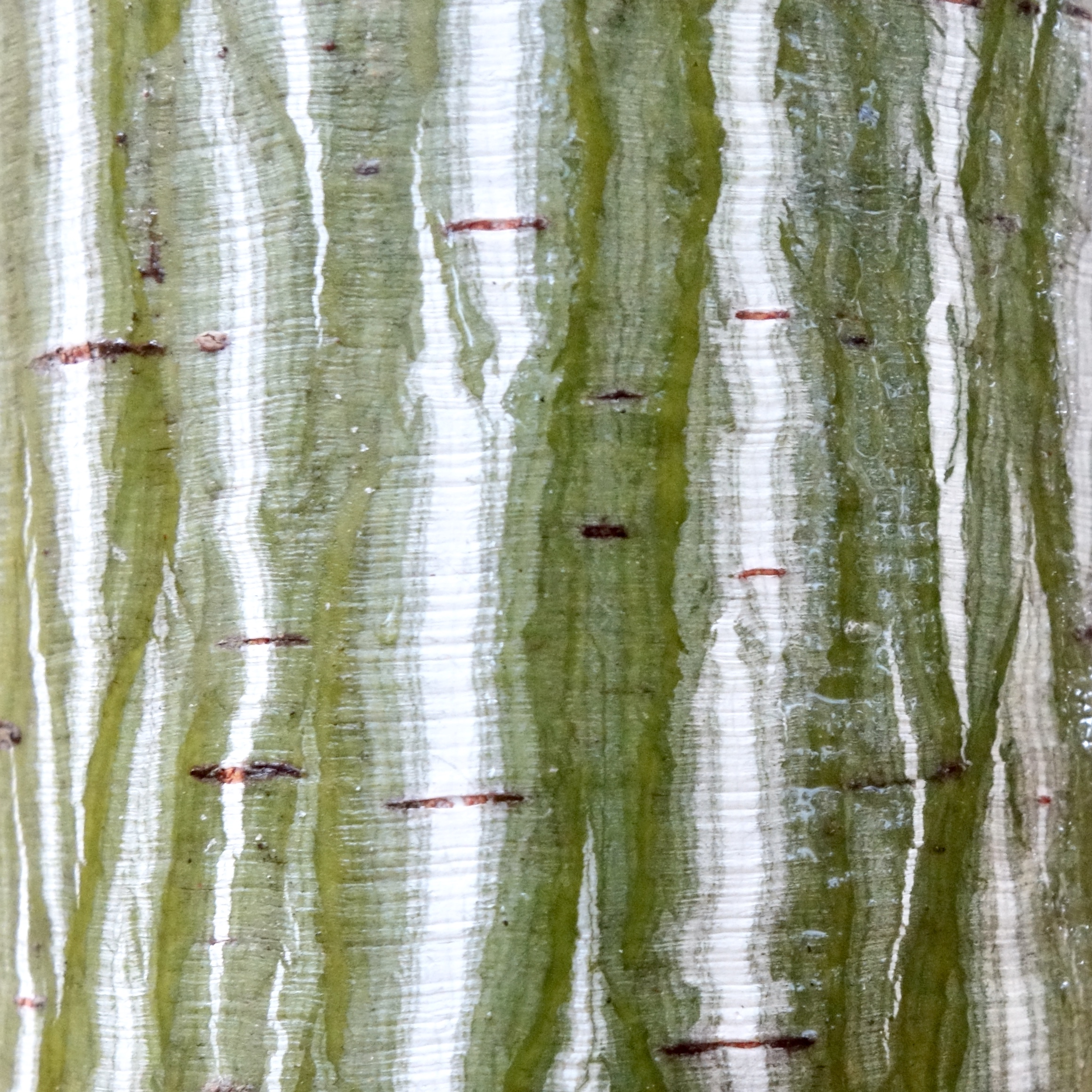 Figure 8. Two specimens of Manchurian snakebark maple (Acer tegmentosum)