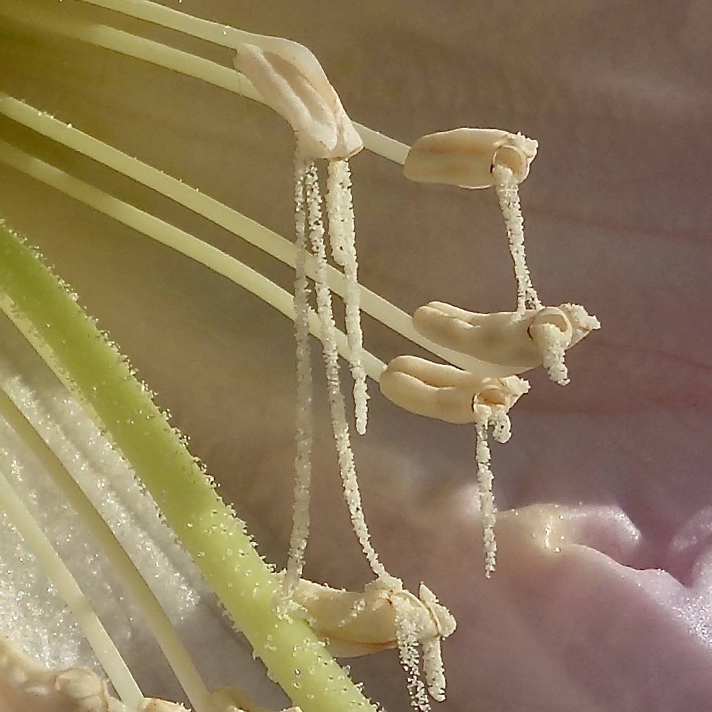 Figure 5. A close-up of strings of pollen pouring out of the poricidal anthers.