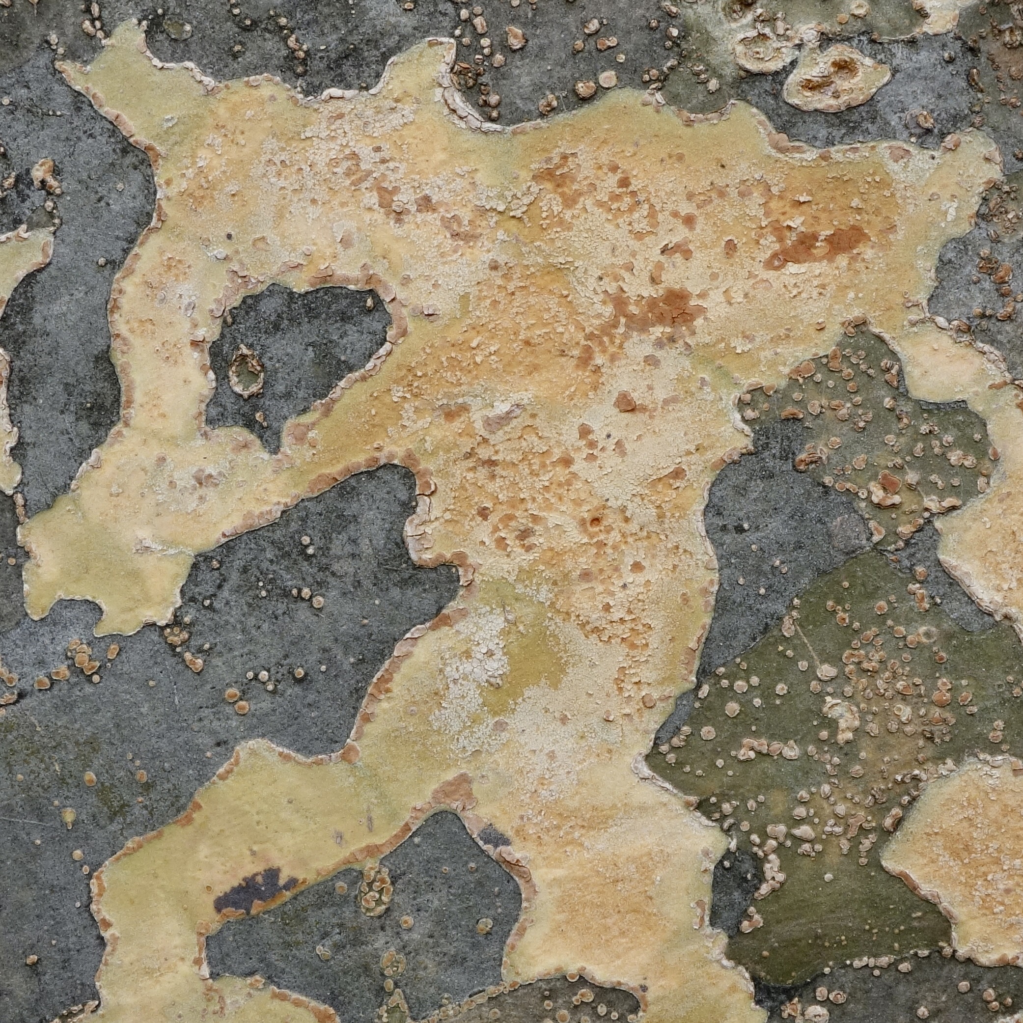 Figure 10. Bark fades quickly to a muted tone in spring in the Chinese zelkova (Zelkova sinica)