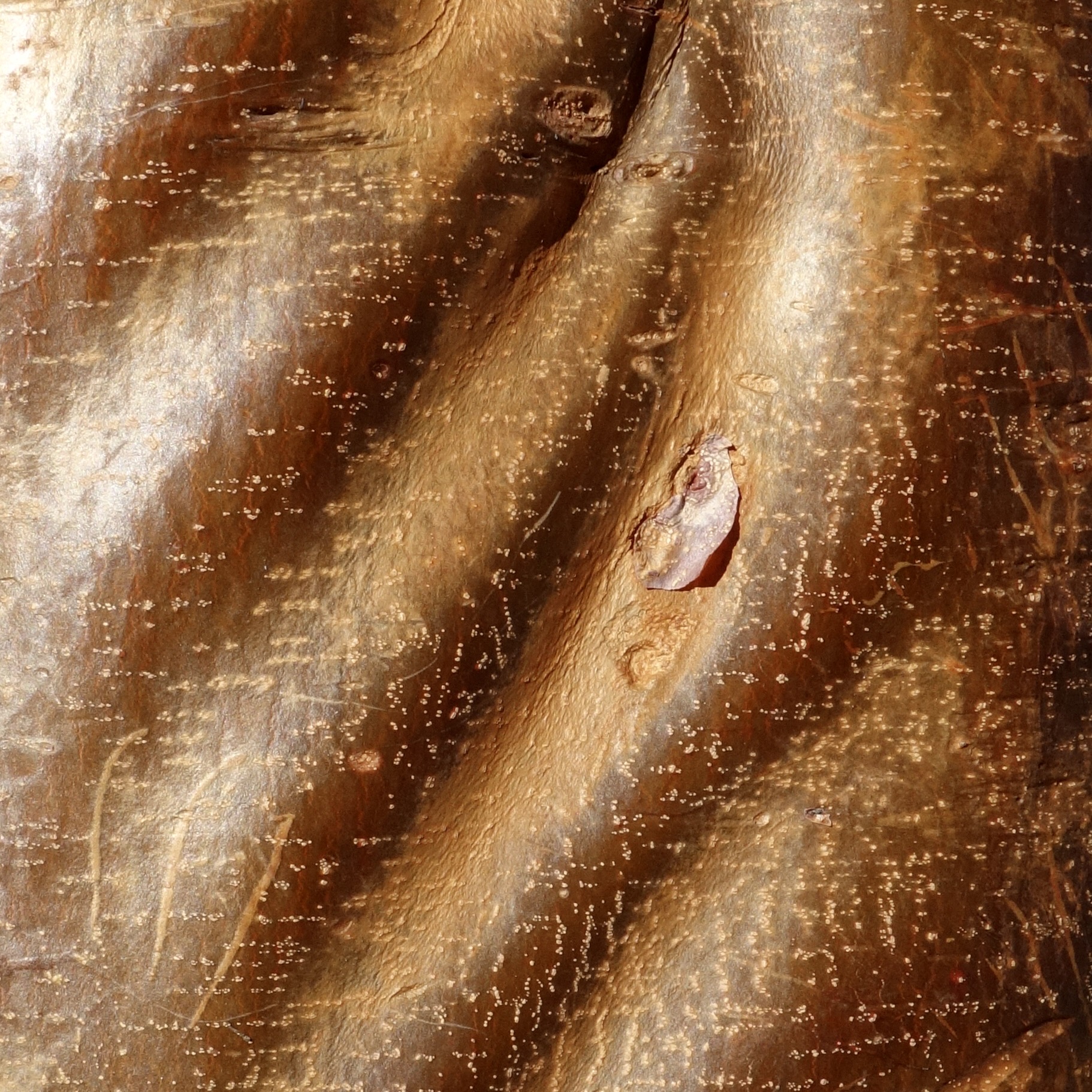 Figure 9. Paperbark maple (Acer griseum)