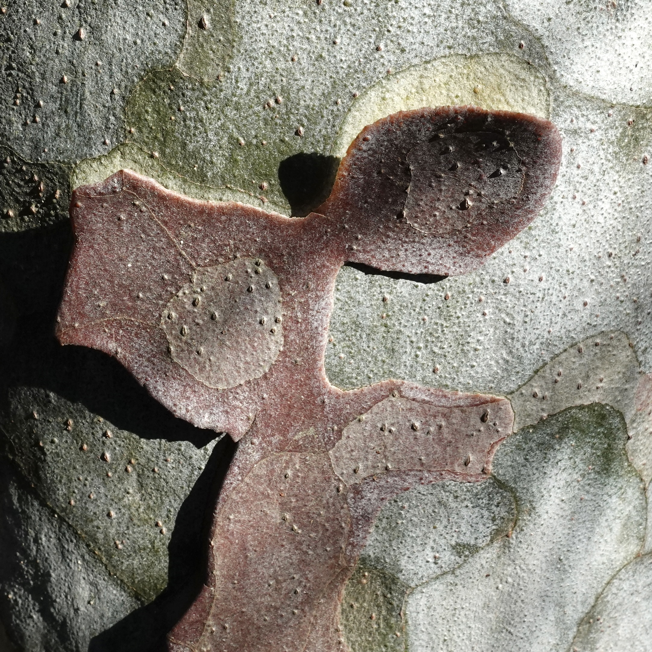 Figure 11. Lacebark pine (Pinus bungeana).