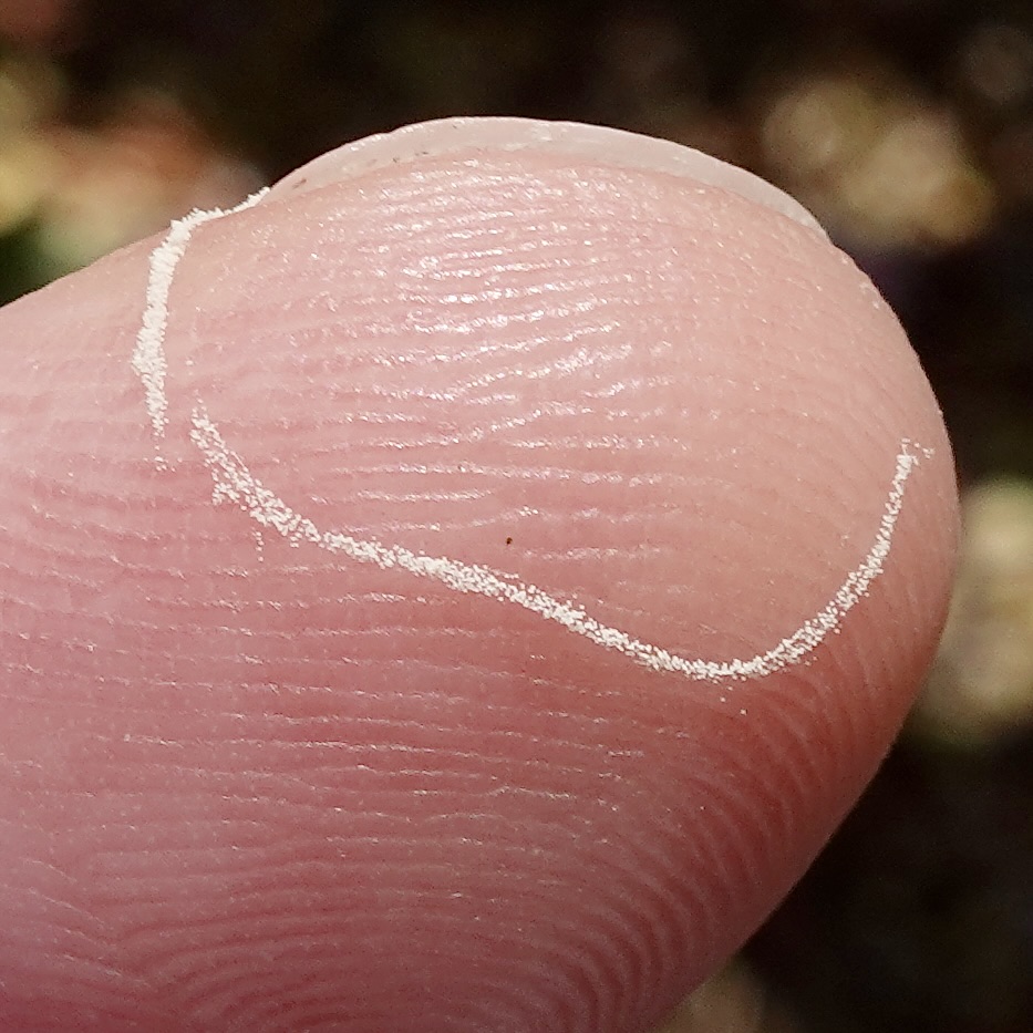 Figure 6. A strand of rhododendron pollen thread adorns my index finger.