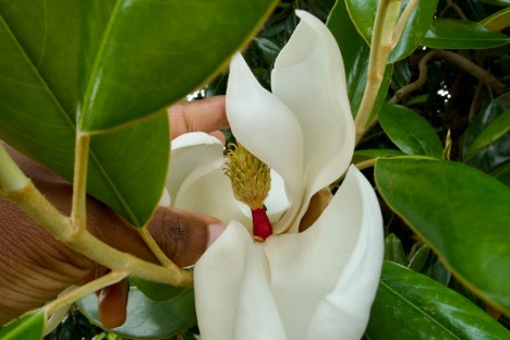 Magnolia tree leaves and flower