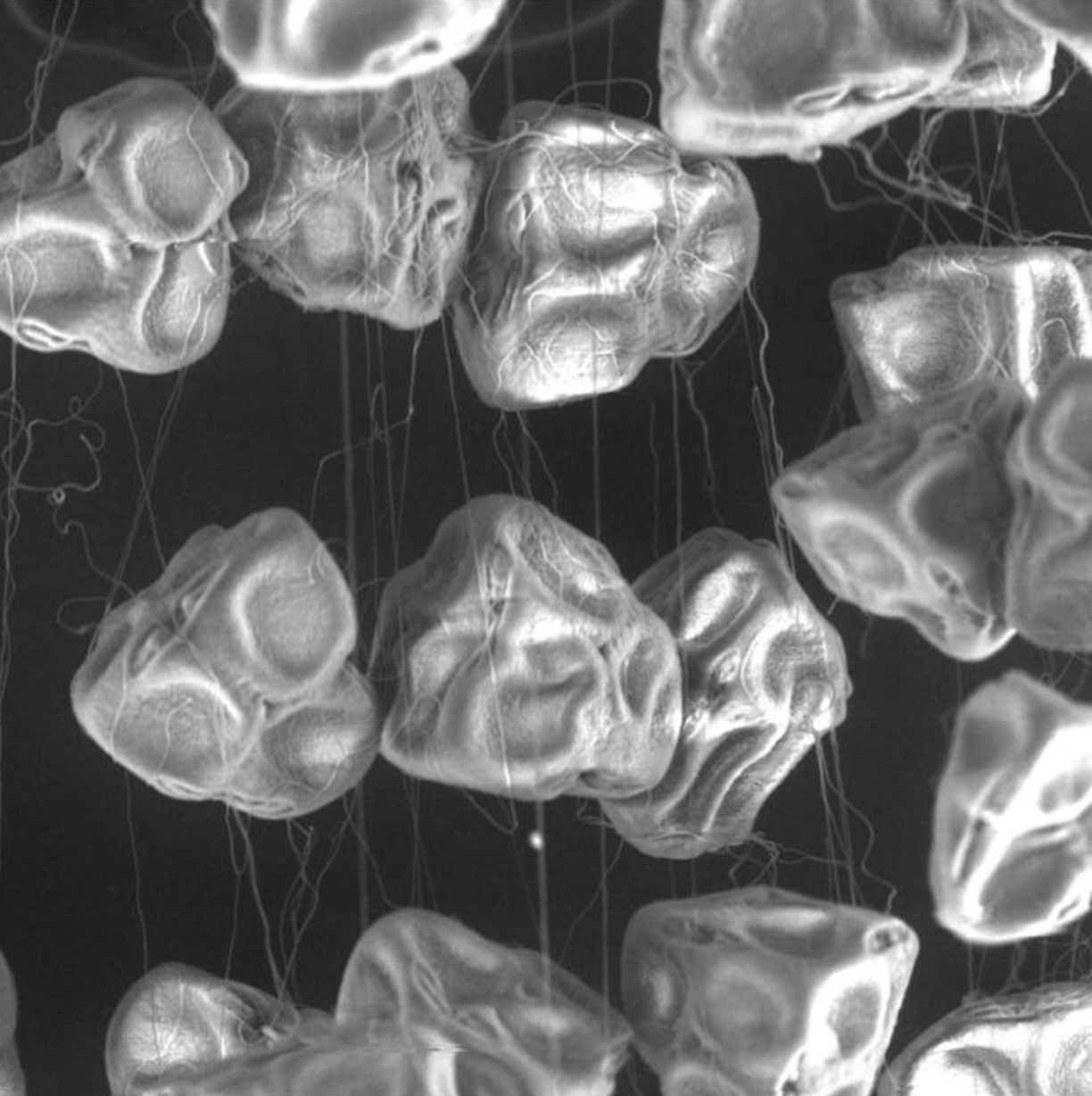 Figure 6. Fine viscin threads connecting the pollen grains as seen through a scanning electron microscope.