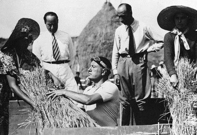 Benito Mussolini threshing wheat