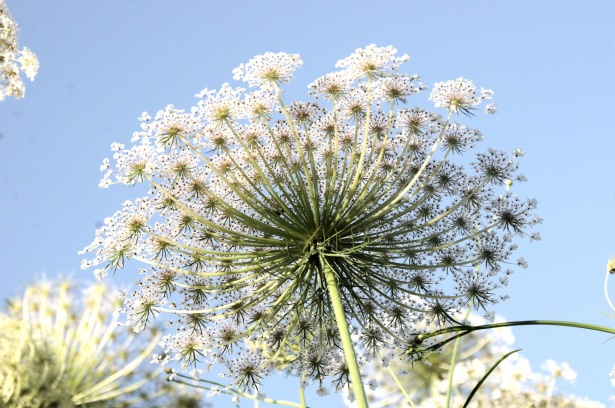 Queen Anne's Lace