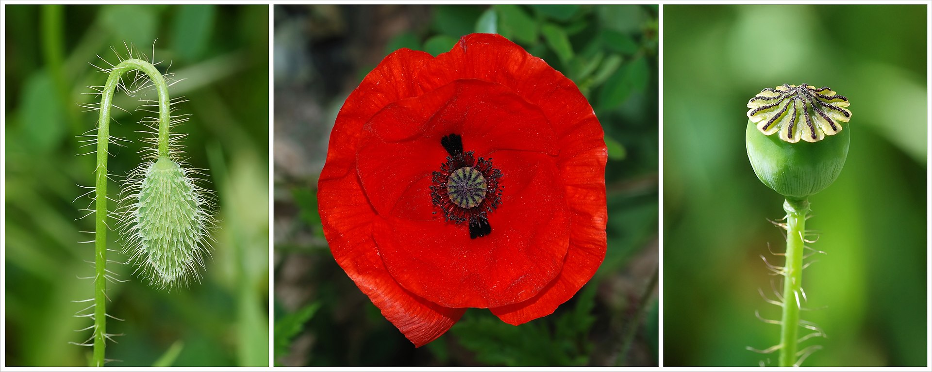 Papaver poppy