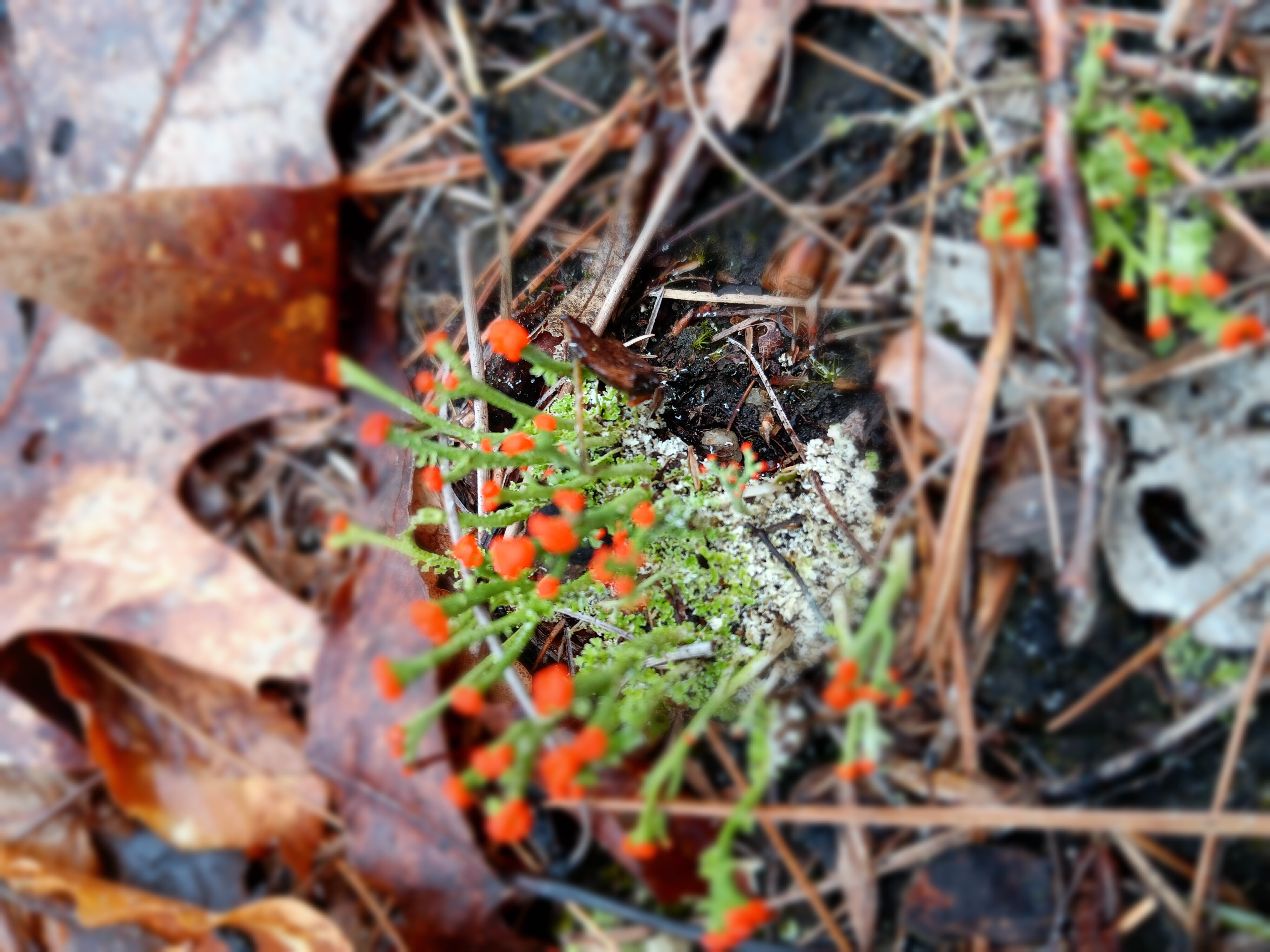 Photo of close up of moss with tiny flowers