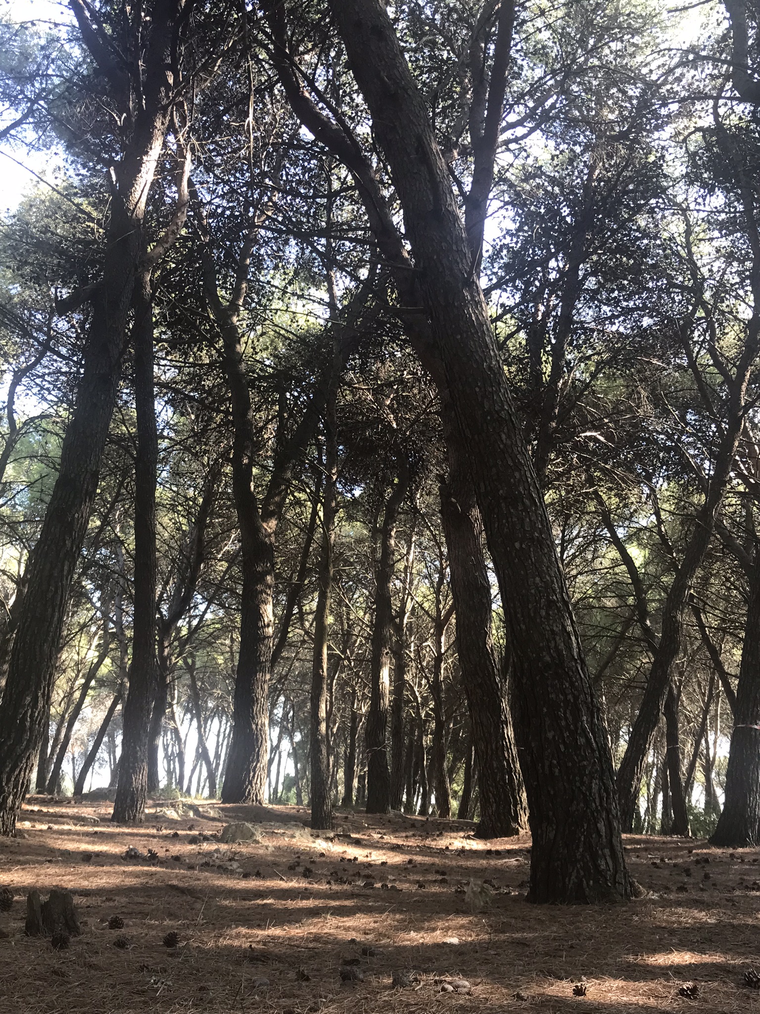 Photo of pine trees shot from the ground looking up