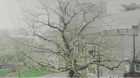 Grainy photo of a tree at Harvard Divinity School