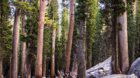Trees and boulders in a forest