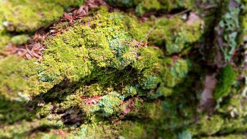 Green moss on tree bark