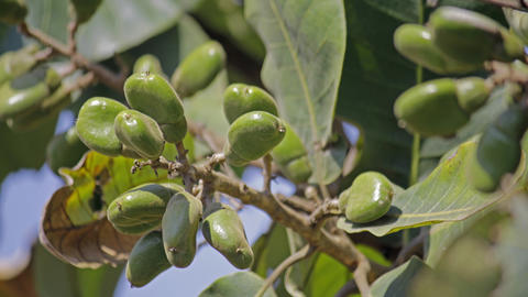 Photo of fruits of Semecarpus anacardium. It is a deciduous tree. The nut is ovoid and smooth lustrous black. In Ayurveda, the fruit is considered a rasayana for longevity and rejuvenation