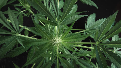 Close up of a cannabis plant