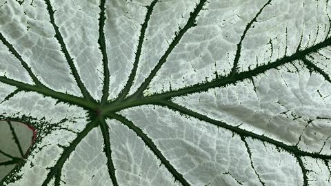 Image of a leaf