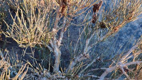 Picture of Soma bush in the desert