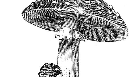 black and white sketch of psychedelic mushroom