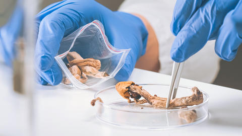 scientist putting mushrooms in a clear plastic bag
