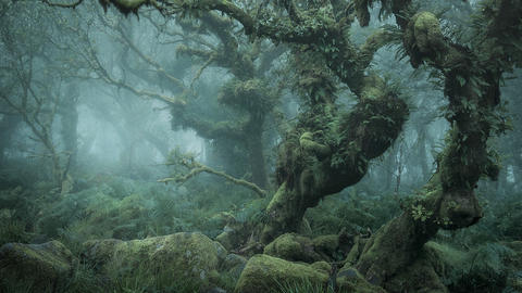 Photograph of Devon's Wistmand Woods