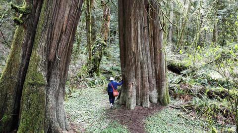 Old growth forests in British Columbia