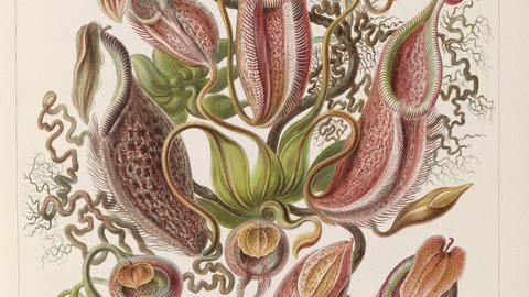Ernst Haeckel’s drawing of Nepenthaceae, Kunstformen der Natur