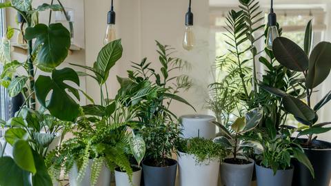 A row of houseplants in pots