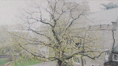 Phantom Tree