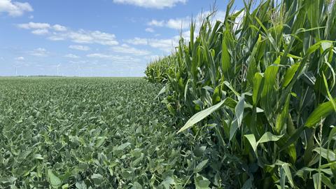 a photo of a field of corn and beans