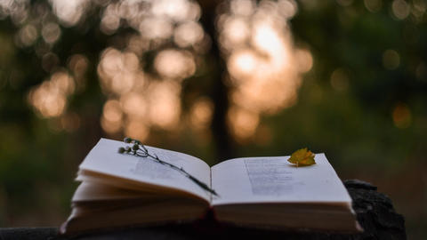 Open book with a dried flower on the left page and leaf on the right, outdoor image blurred in the background.
