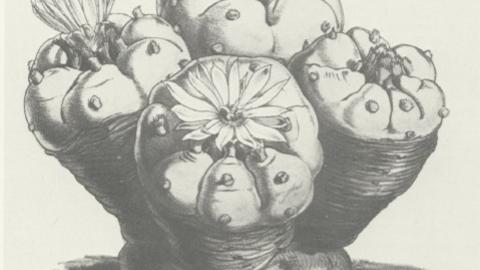 Pencil etching of peyote