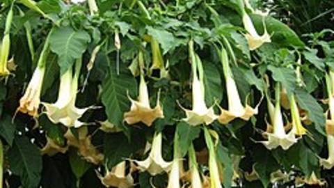 Brugmansia blossoms
