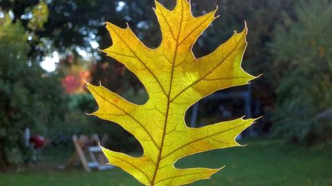 The perfect leaf