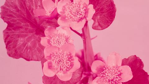 Begonia