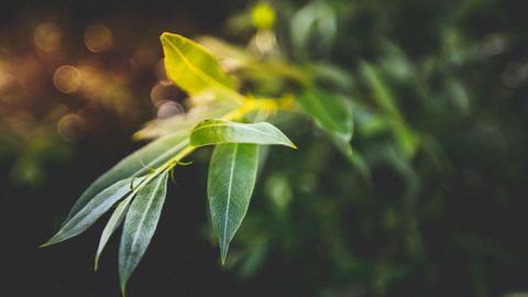 Close up of green plant, blurred plants in the background
