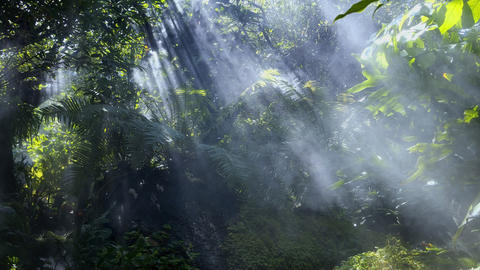light rays coming down through tropical trees and vegetation with mist
